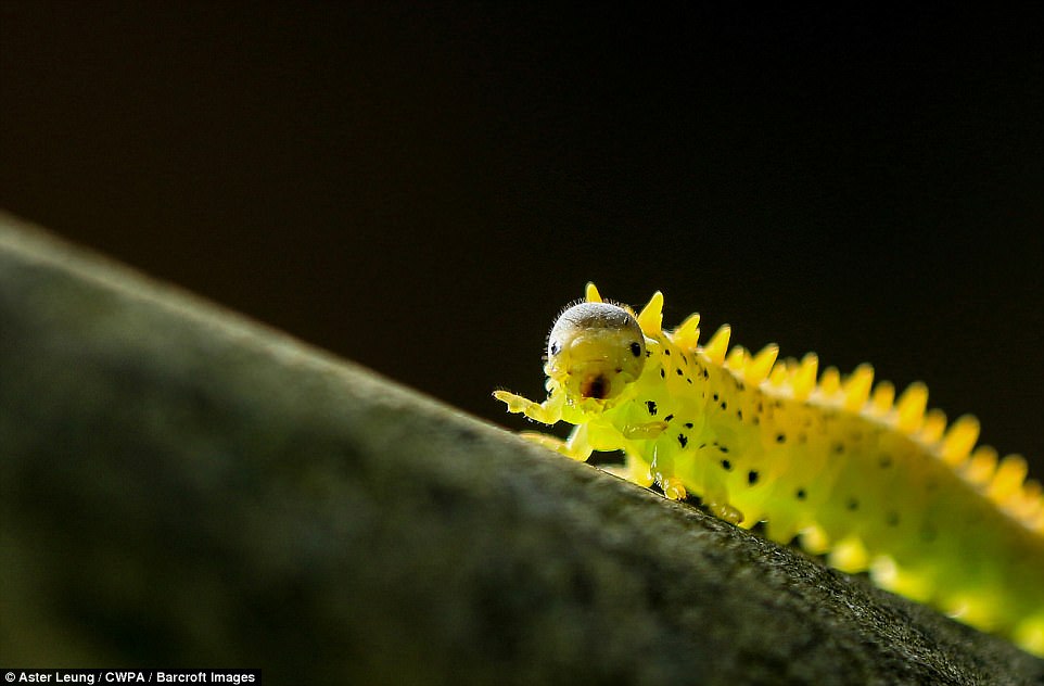 4610F5B400000578-5053847-HONG_KONG_UNDATED_A_worm_pictured_crawling_a_branch_with_an_expr-m-193_1509965977051.jpg