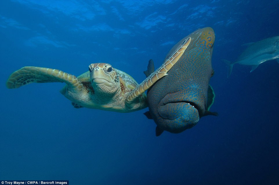 4610EFA500000578-5053847-A_green_turtle_versus_a_Napoleon_Maori_wrasse_at_the_Great_Barri-a-3_1509979039472.jpg