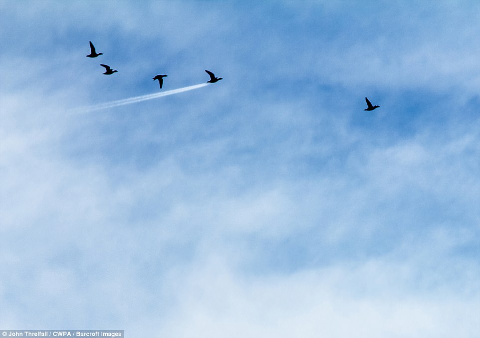 4610F0F800000578-5053847-Widgeon_are_pictured_flying_with_one_seen_soaring_exactly_in_fro-a-14_1509979040707.jpg