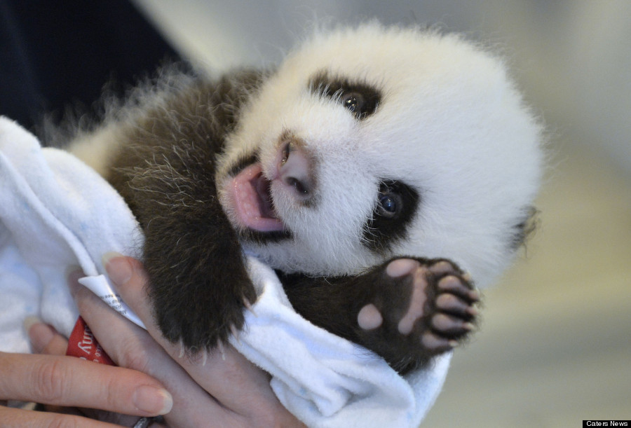 o-PANDA-CUB-900.jpg