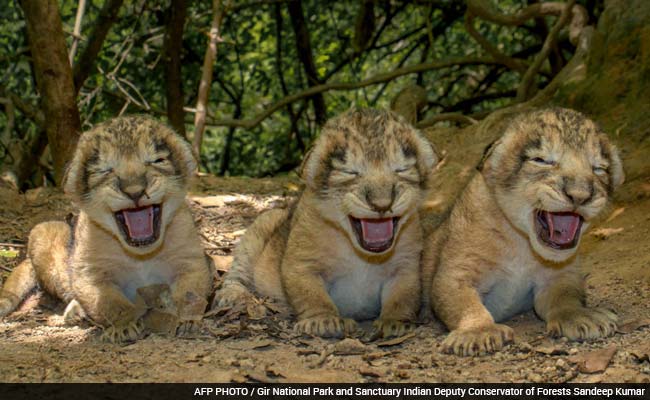 cubs-gir-afp-650_650x400_51437127402.jpg