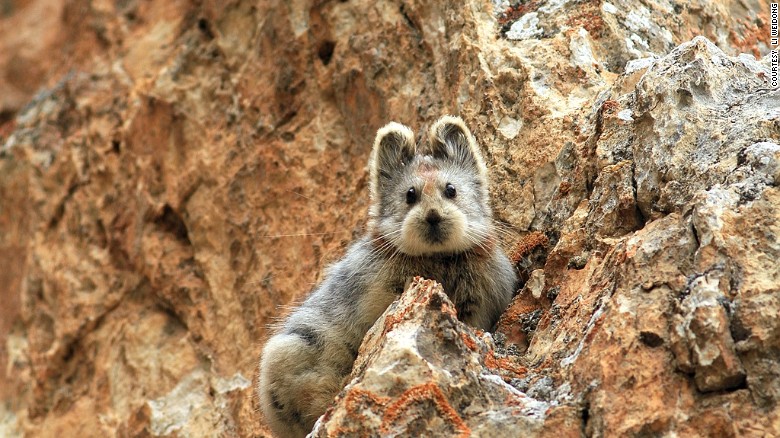 150323112215-china-ili-pika-exlarge-169.jpg