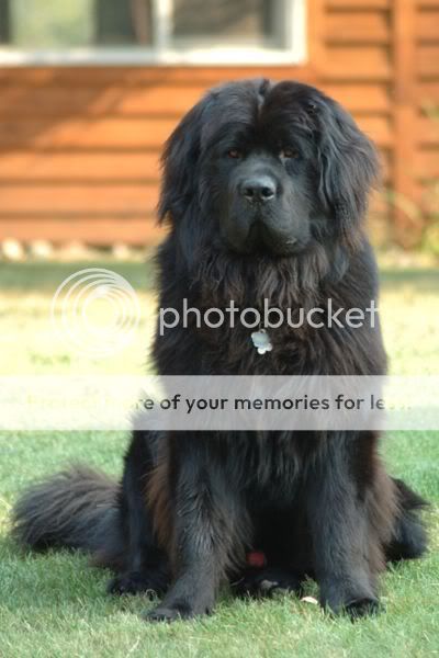 400px-Newfoundland_dog_Smoky.jpg