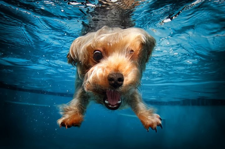 underwater-dogs-by-seth-casteel-0-e1344877903236.jpg