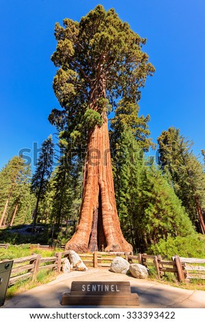 stock-photo-giant-sequoia-tree-sentinel-in-sequoia-national-park-california-333393422.jpg