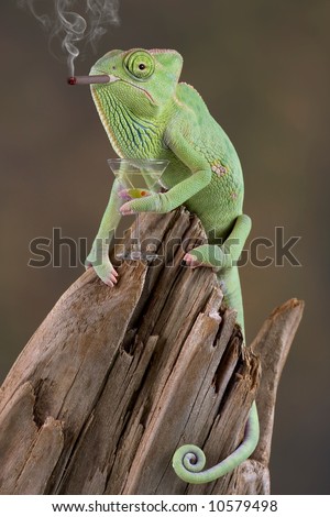 stock-photo-a-baby-veiled-chameleon-looks-to-be-smoking-a-cigar-and-holding-a-martini-in-his-hand-10579498.jpg