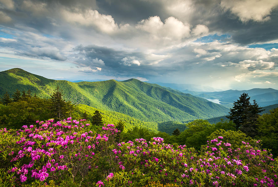 asheville-nc-blue-ridge-parkway-spring-flowers-dave-allen.jpg