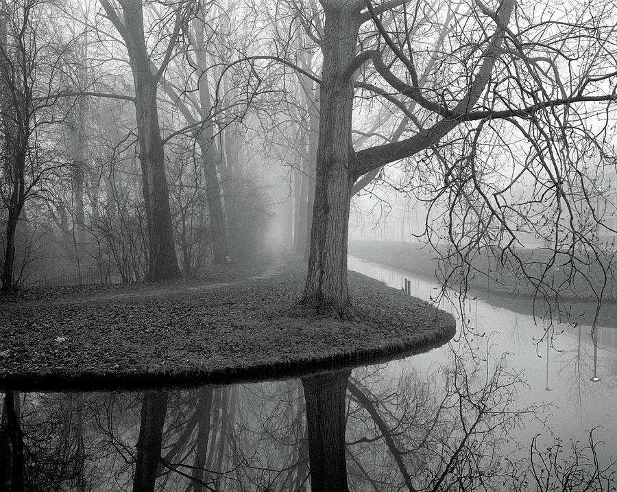 trees-in-fog-copyright-victor-schiferli.jpg