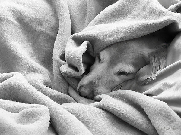 golden-retriever-dog-under-the-blanket-jennie-marie-schell.jpg