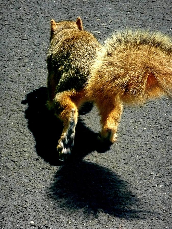 runaway-fox-squirrel-beth-akerman.jpg