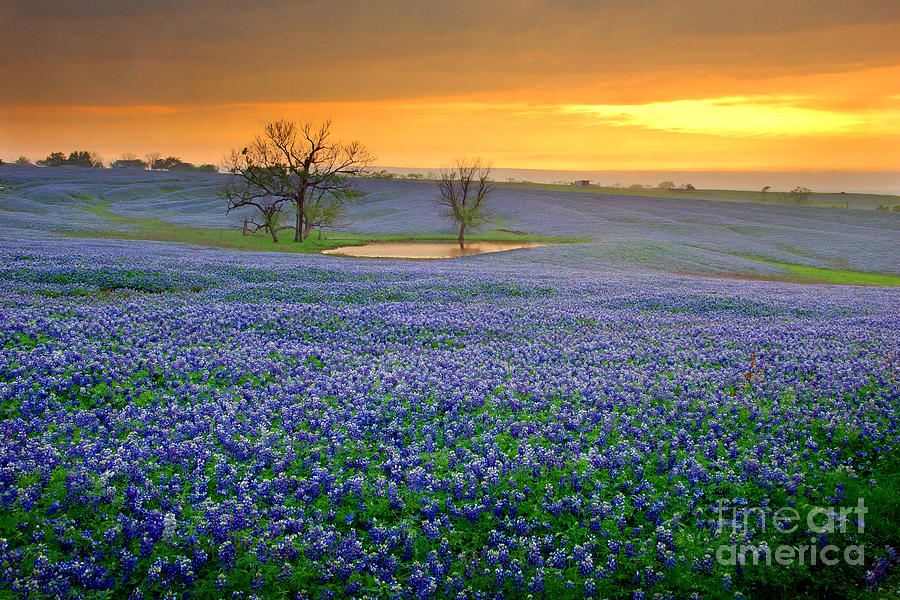 field-of-dreams-texas-sunset-texas-bluebonnet-wildflowers-landscape-flowers-jon-holiday.jpg