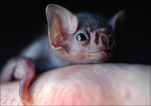 2009-11-19-babybat.jpg