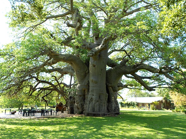 2012-01-05-baobab2resize.jpg