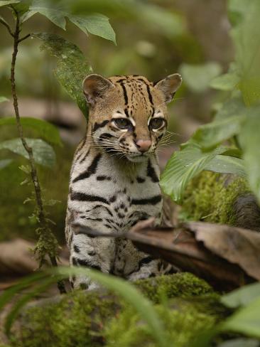 pete-oxford-ocelot-felis-pardalis-sitting-among-plants-amazon-rainforest-ecuador.jpg