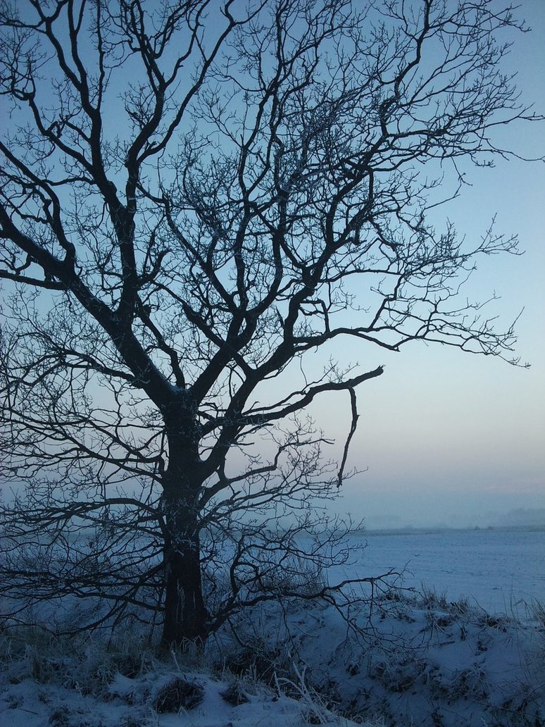 frozen_winter_tree_by_hokota-d35iod4.jpg