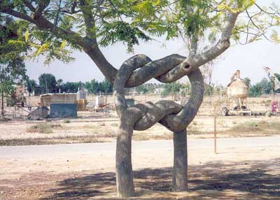 Arborsculpture-tree-shaping-Tree-knot.jpg