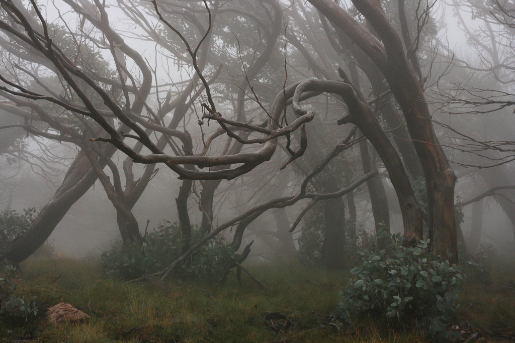 foggy-trees.jpg