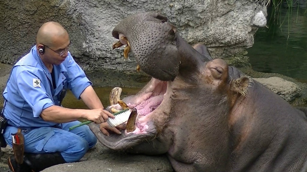 Hippo_teeth_brushed_japan-1024x576.jpg