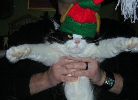 the-worlds-top-10-best-images-of-cats-in-elf--L-cvgZmV.jpeg