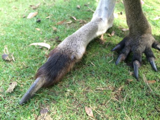 bonorong-wildlife-sanctuary.jpg