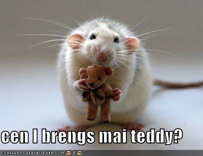 funny-pictures-mouse-asks-if-he-can-bring-his-teddy.1.jpg