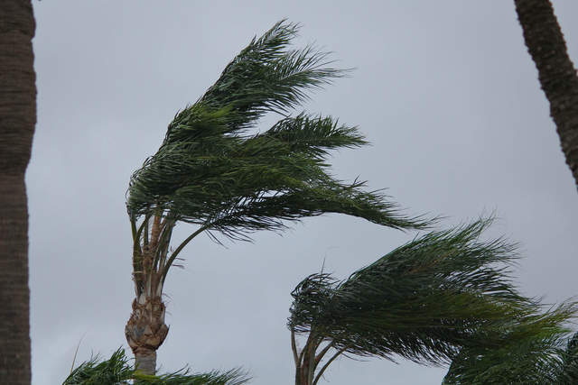 wind_blown_palm_tree_by_steve_20120626144445_640_480.JPG