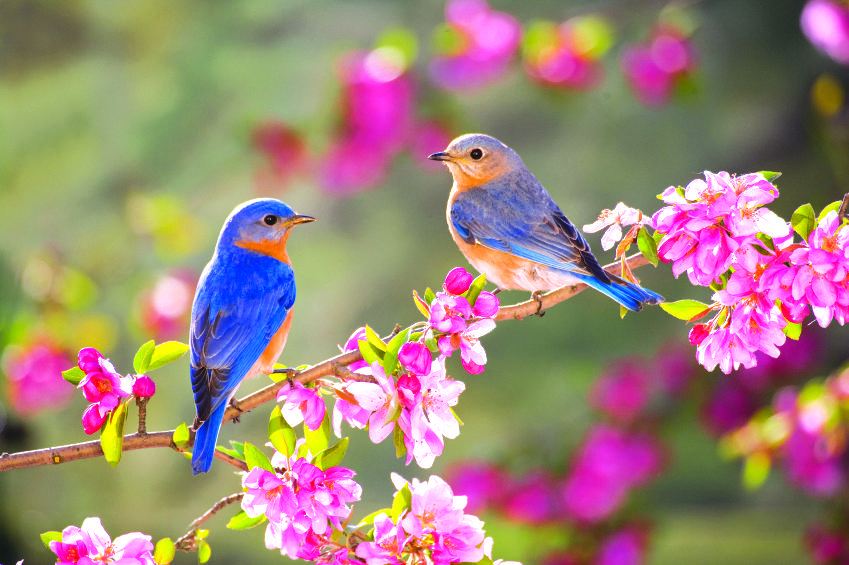 spring_bbirds.jpg