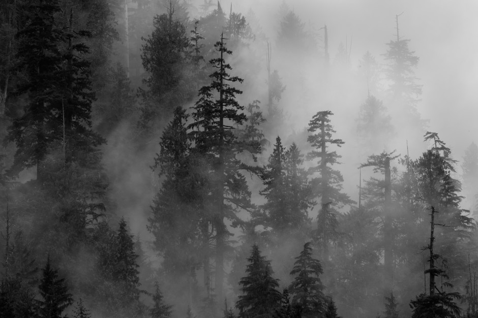 landscape-matera-trees-fog-dfl8-194-940x626.jpg