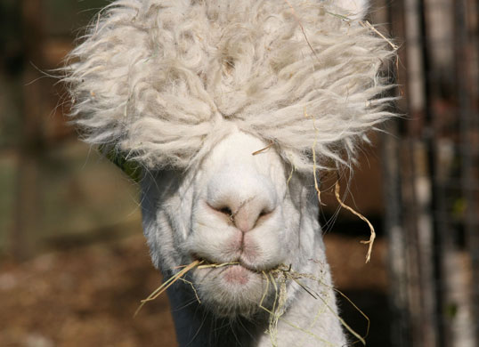 alpaca-hair-big.jpg