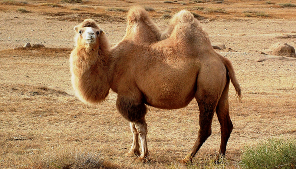 camel7.jpg