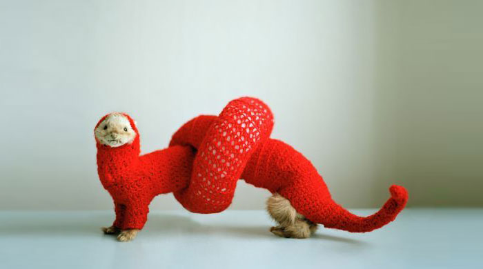 cute-funny-ferrets-21__700.jpg