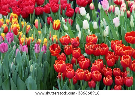 stock-photo-tulip-beautiful-bouquet-of-tulips-colorful-tulips-tulips-in-spring-colourful-tulip-386668918.jpg