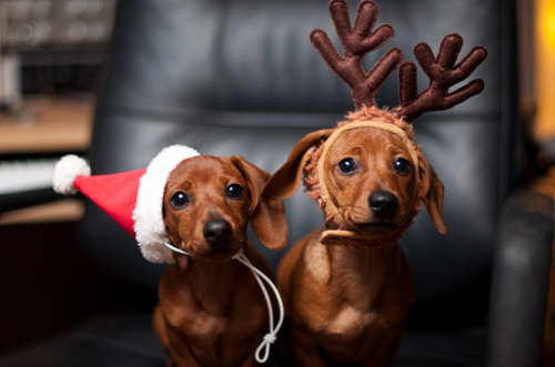 Cute-Christmas-Animals-51.jpg