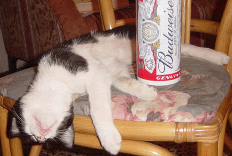 drunk-cat-thumb.jpg