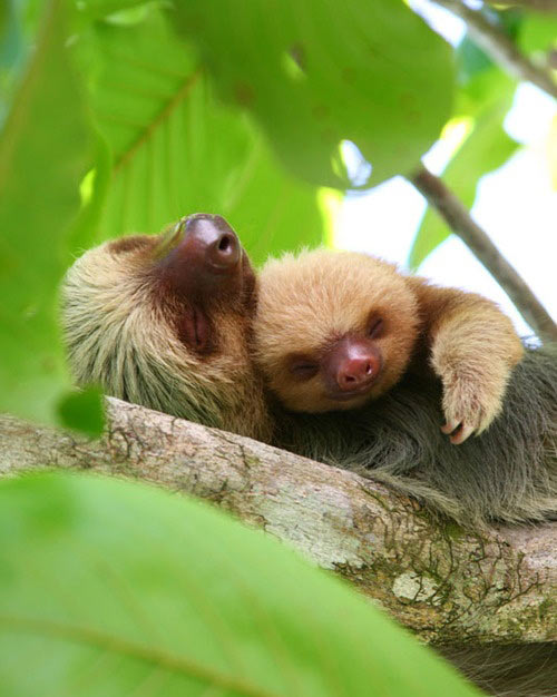 funny-sloth-hug-cute-tree1.jpg