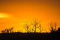 sunrise-trees-skyline-yellow-orange-rietvlei-nature-reserve-40926204.jpg