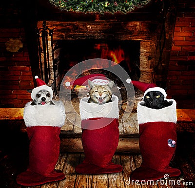 christmas-animals-stockings-22538645.jpg