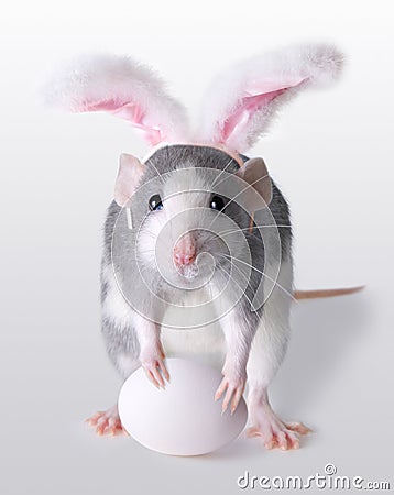 easter-rat-13086188.jpg