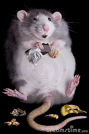fat-rat-16591514.jpg