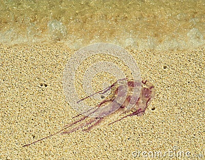 poison-jellyfish-beach-15711545.jpg