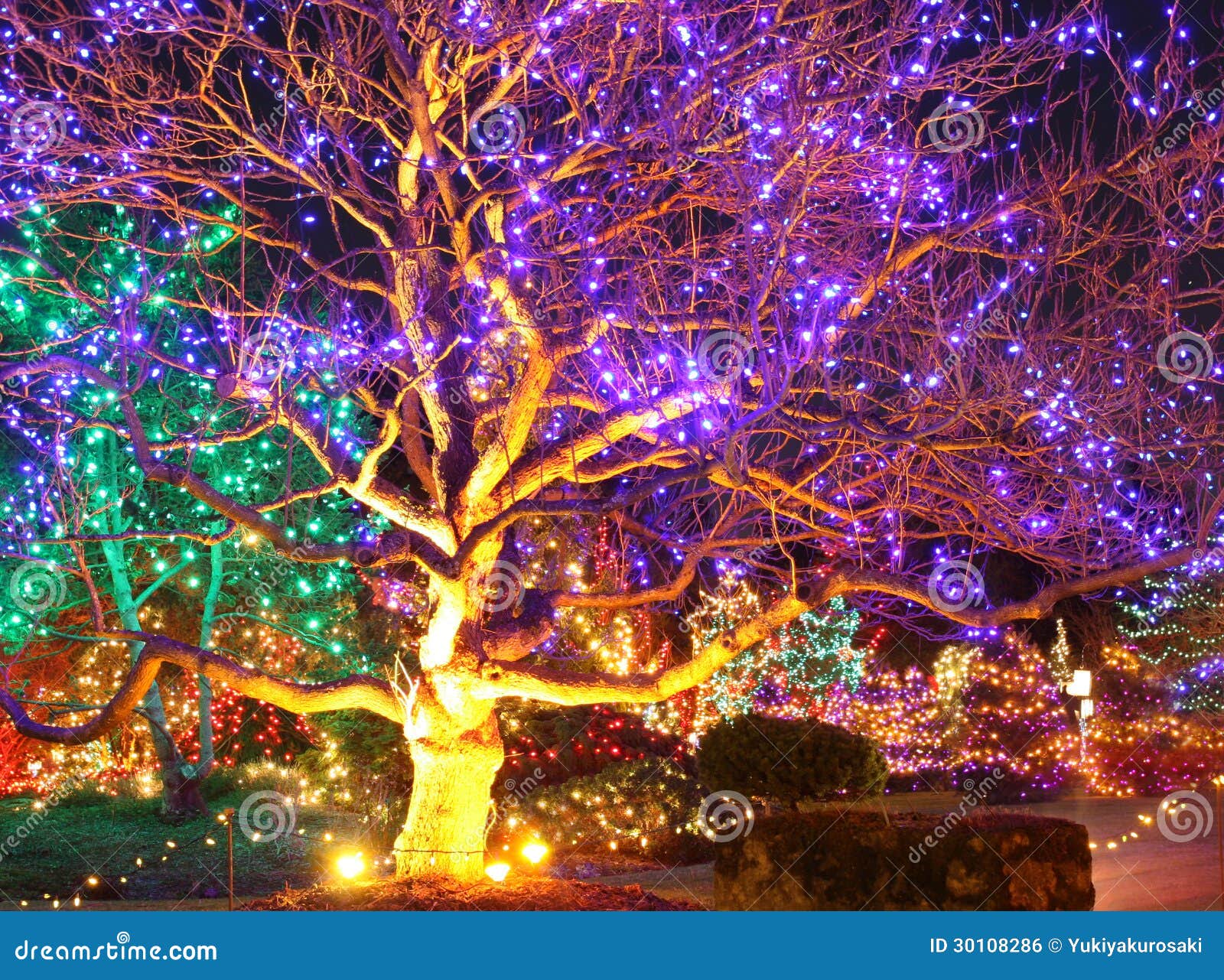 colorful-lights-big-tree-festival-light-van-dusen-gardens-vancouver-bc-canada-30108286.jpg