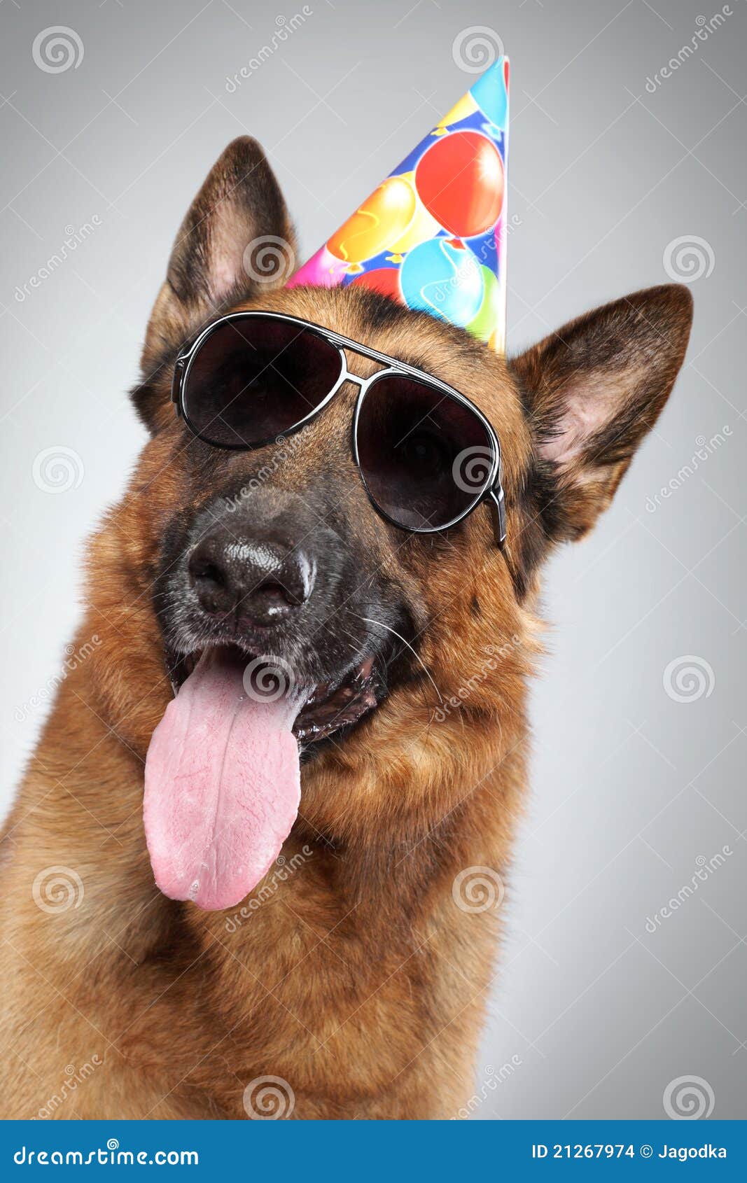 german-shepherd-cone-dark-sunglasses-21267974.jpg