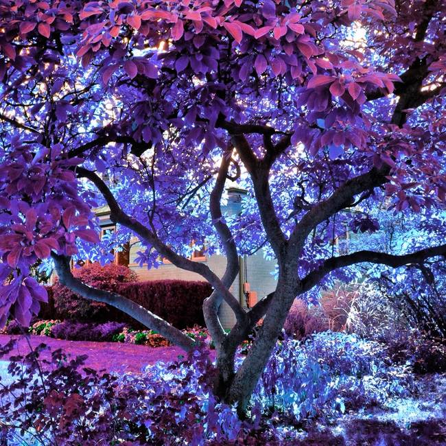 Fantasy-colorful-tree_art.jpg