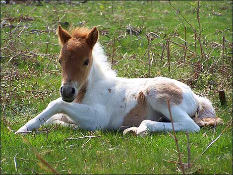 dartmoor-foal.jpg