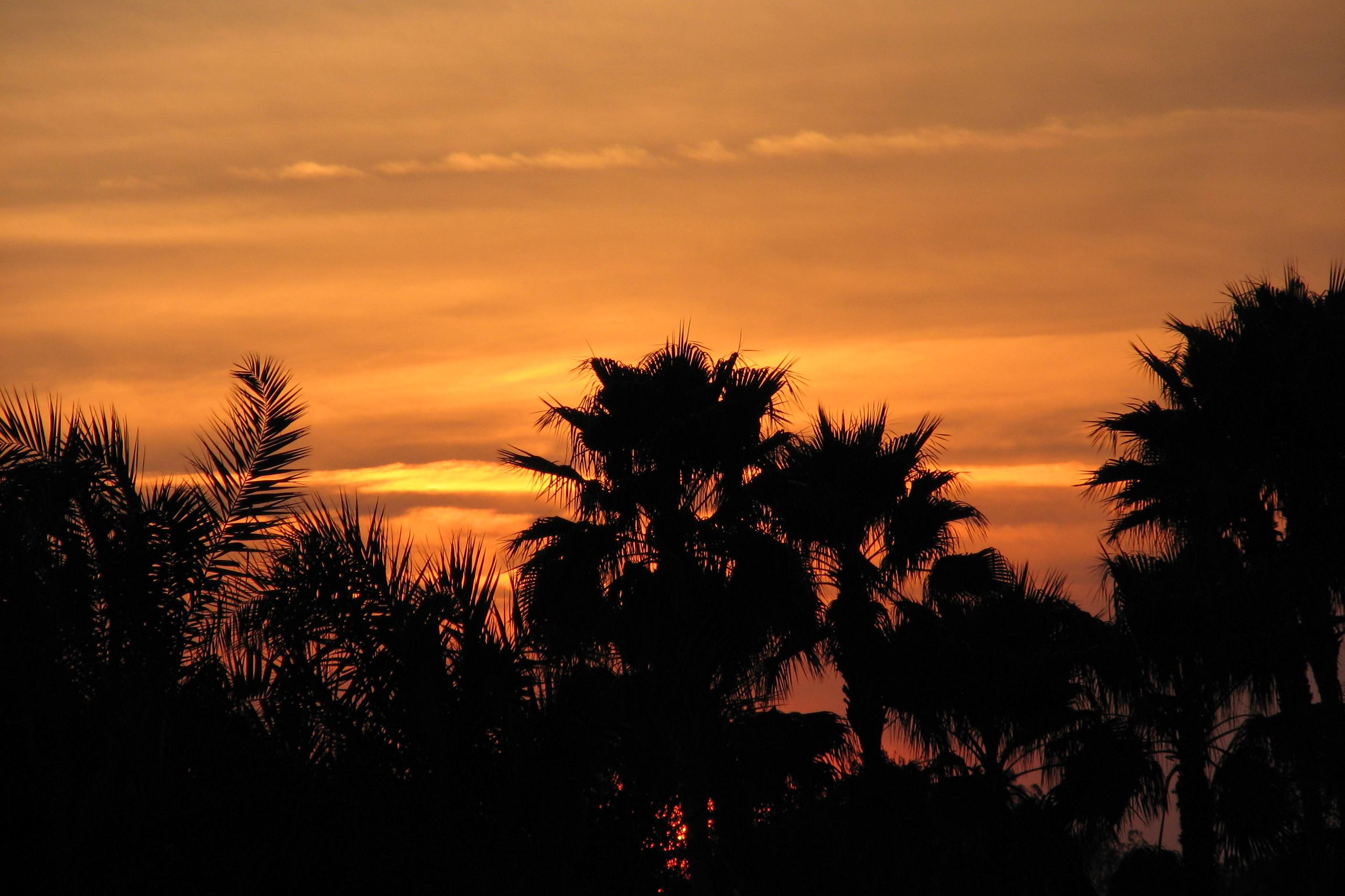 Sunset_behind_palm_trees.jpg