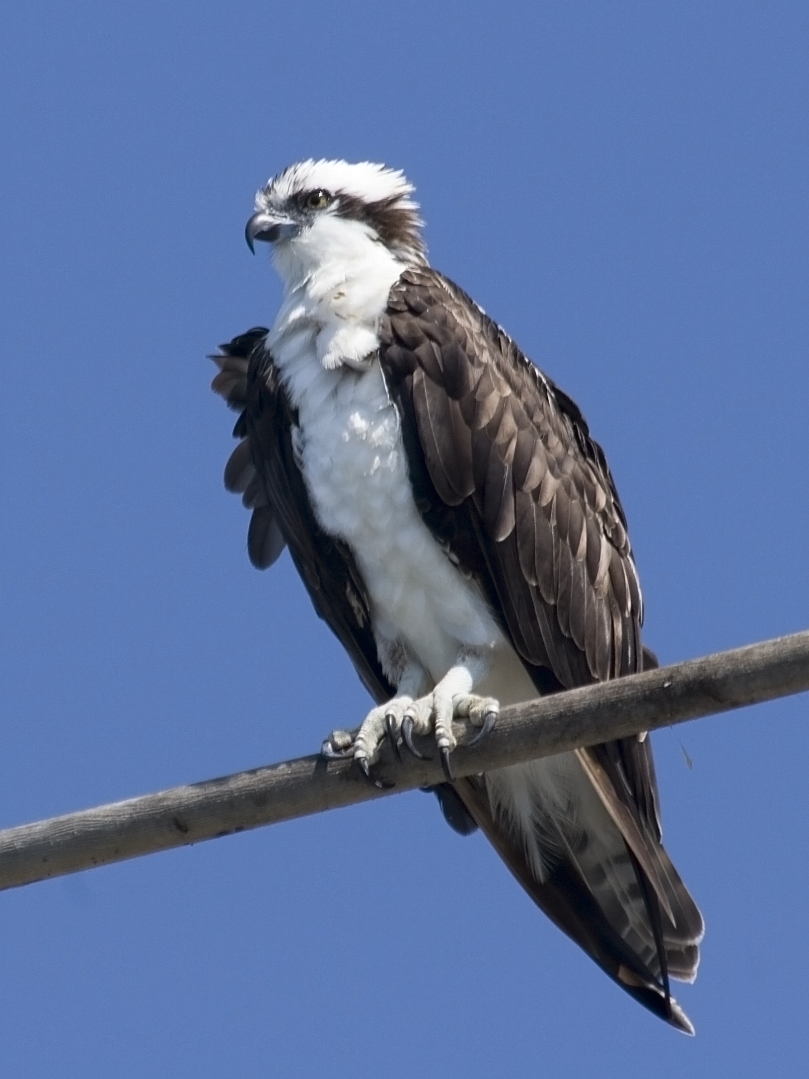 Osprey_mg_9605.jpg