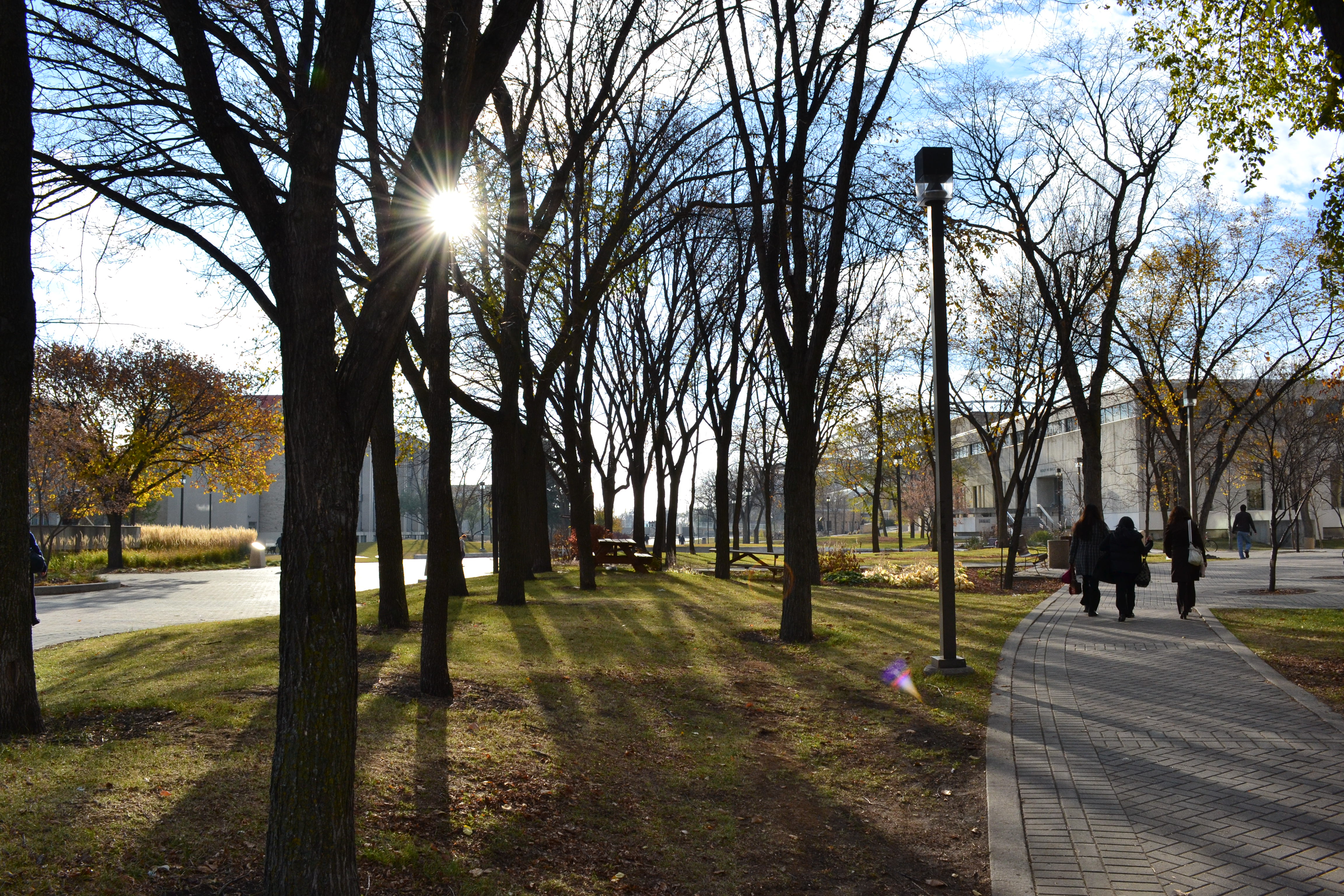 Sun_behind_trees_at_U_of_M.JPG