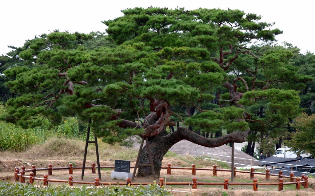 Korea-Andong-Hahoe_Folk_Village-Old_pine_tree-01.jpg