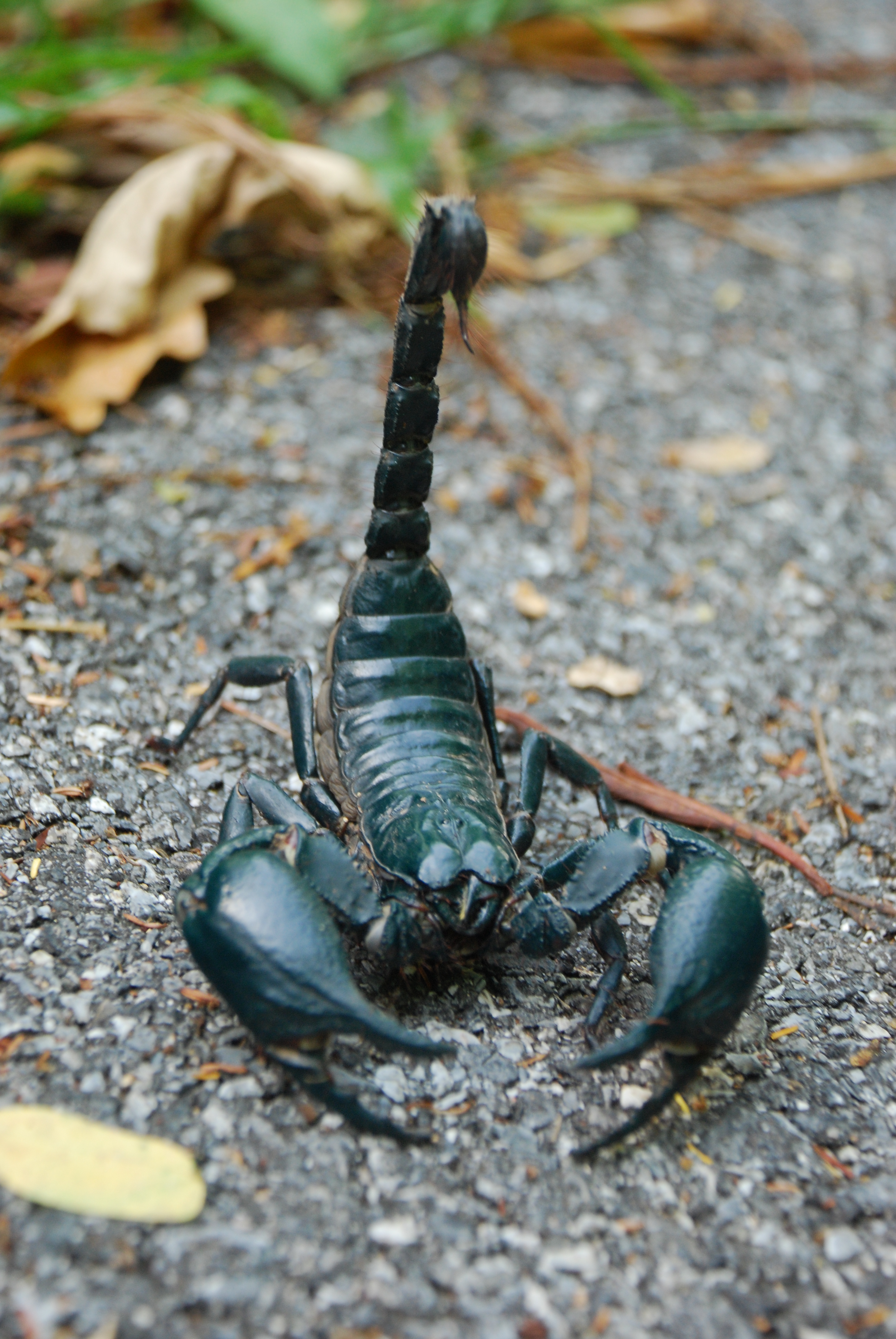 Asian_forest_scorpion_in_Khao_Yai_National_Park.JPG