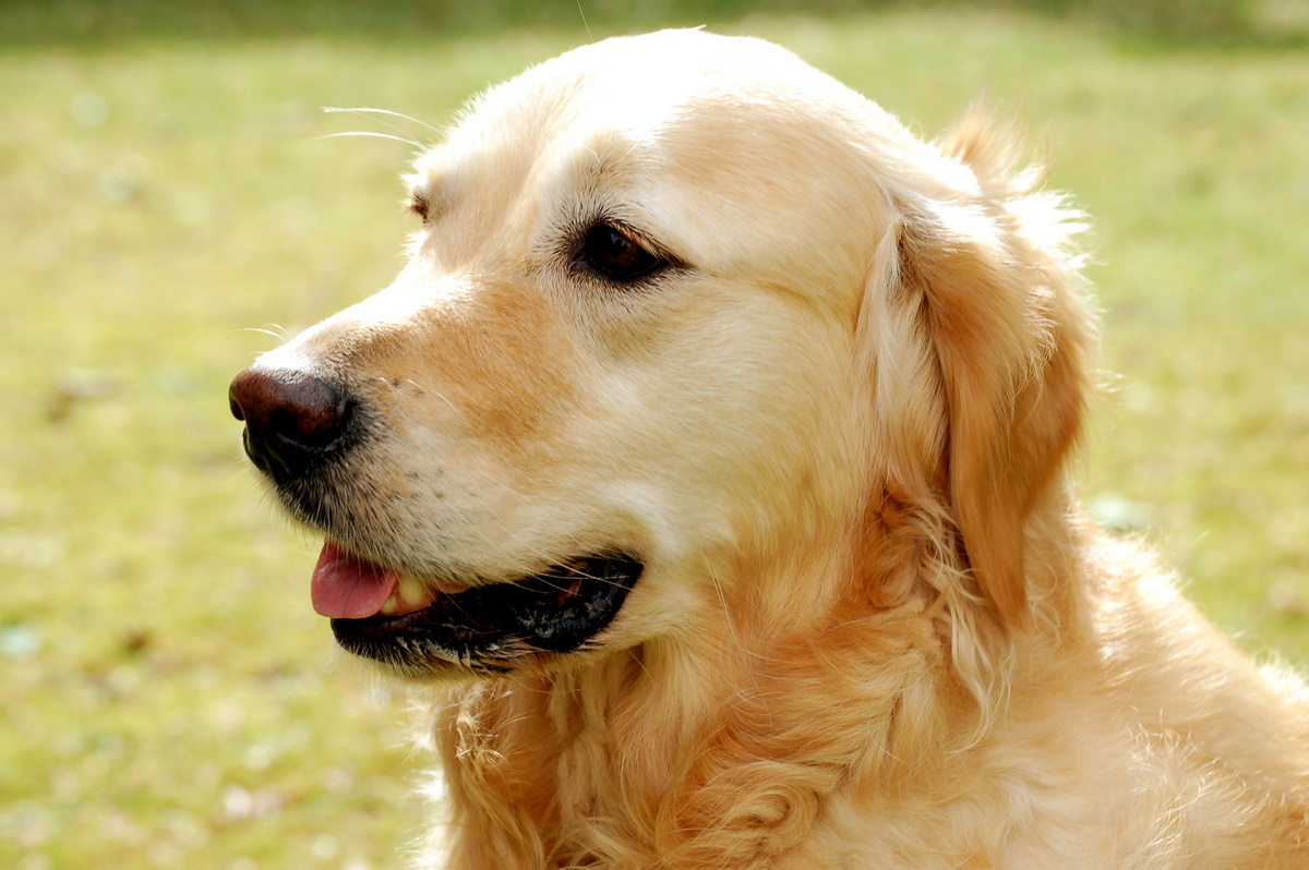 Golden_Retriever_Hund_Dog.JPG